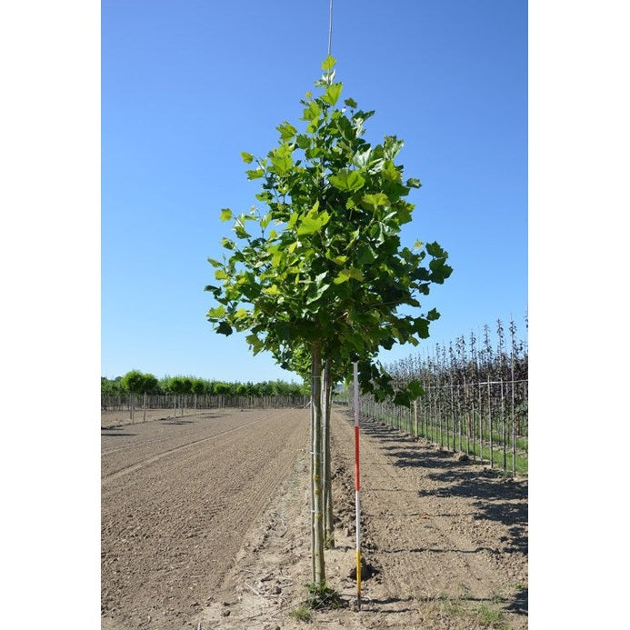 Platan - Platanus hispanica - Stammens omkrets 16-18 cm, höjd 3,5-4 meter, HS,